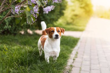 Sevimli Jack Russell Terrier köpeği güzel kokulu leylak çalılarının yanında yeşil çimlerde yürüyor ve bahar günü sıcak havanın tadını çıkarıyor. Evcil hayvan yürüyüşü kavramı