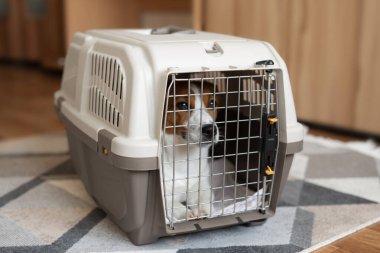 Jack Russell Terrier köpeği kapalı bir seyahat kutusu içinde hayvanlar için tarafsız bir iç mekanda. Taşımacılık ve hayvan taşıma kavramı