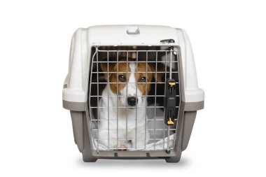 Beyaz arka planda izole edilmiş Jack Russell Terrier köpeği olan kapalı bir hayvan taşıyıcısı. Taşımacılık ve hayvan taşıma kavramı