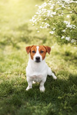 Sevimli Jack Russell Terrier köpeği parkta yeşil çimlerde yürüyor. Evcil hayvan yürüyüşü kavramı