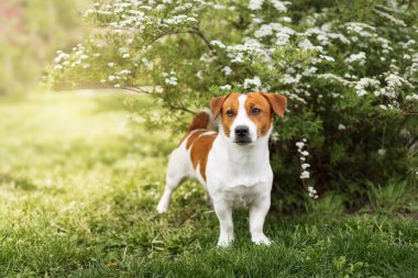 Şirin Jack Russell Terrier köpeği parkta yeşil çimlerde yürüyor. Evcil hayvan yürüyüşü kavramı