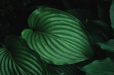 Koyu yeşil tropikal yapraklar ve koyu gölgeler. Doğa dokusu arka planı. Çevre, sağlık veya botanik konsept