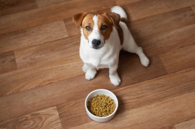 Şirin Jack Russell Terrier yerde, bir kase kuru köpek mamasının yanında oturuyor. Beklenmedik bir bakışla sahibine bakıyor. Sevilen bir evcil hayvanın beslenme zamanı