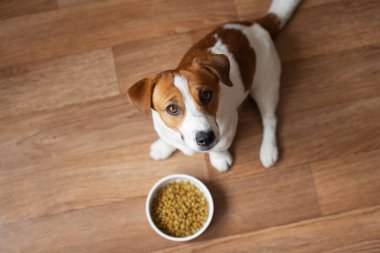 Sevimli Jack Russell Terrier yerde, bir kase kuru köpek mamasının yanında oturmuş, sahibine dik dik bakıyordu. Sevilen bir evcil hayvanın beslenme zamanı