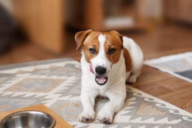 Şirin Jack Russell Terrier evdeki rahat desenli bir halıya uzanmış dudaklarını köpek kasesinin yanında yalıyor ve sabırla yemeğini bekliyor. Sevilen bir evcil hayvanın beslenme zamanı