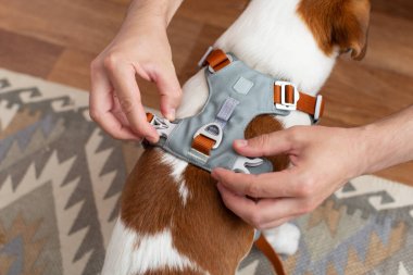 Adam eve gitmeden önce parlak bir koşum takımı takar ve bir Jack Russell Terrier köpeğine bağlanır. Hayvan ekipmanı konsepti, kapat