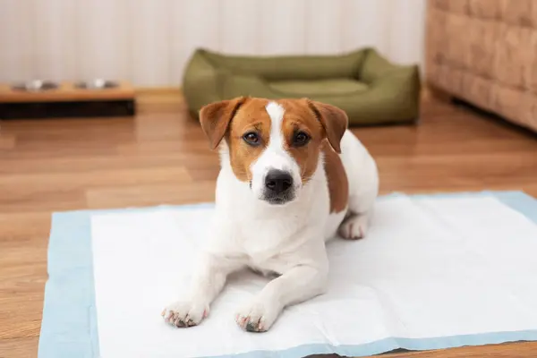 Sevimli Jack Russell Terrier köpeği evcil hayvanlar için günlük bebek bezinin üzerinde yatıyor. Tuvalet ya da tuvalet eğitimi yapan hayvanlar konsepti.