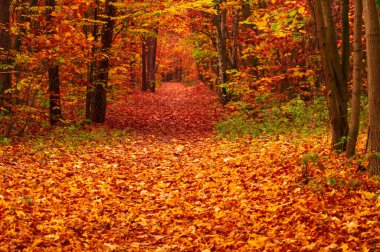 Ormanda güzel bir sonbahar