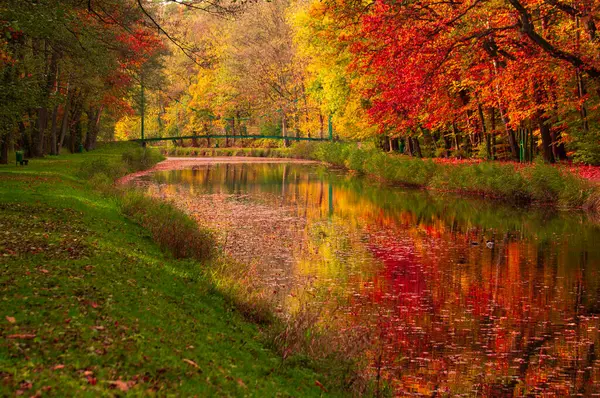 Kolorowy Czas Jesieni Lesie — Zdjęcie stockowe