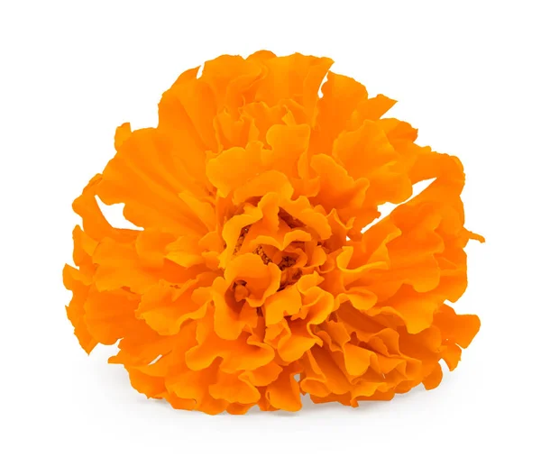 marigold flower head isolated on white background. calendula flower. clipping path