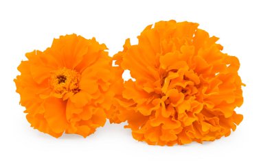 Kadife çiçeği kafası beyaz arka planda izole edilmiş. Calendula çiçeği. kırpma yolu