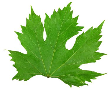 Beyaz arka planda izole edilmiş yeşil üzüm yaprağı. kırpma yolu