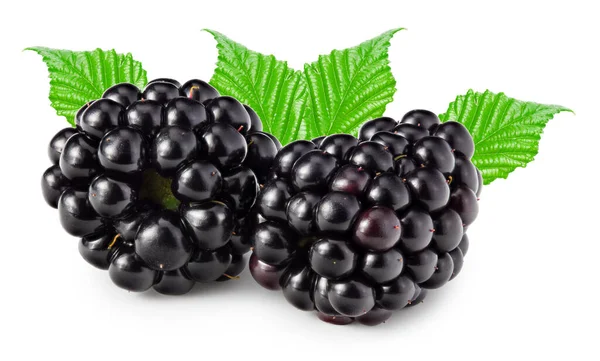 Blackberries Leaves Isolated White Background Clipping Path — 图库照片