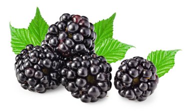 blackberries with leaves isolated on white background. clipping path