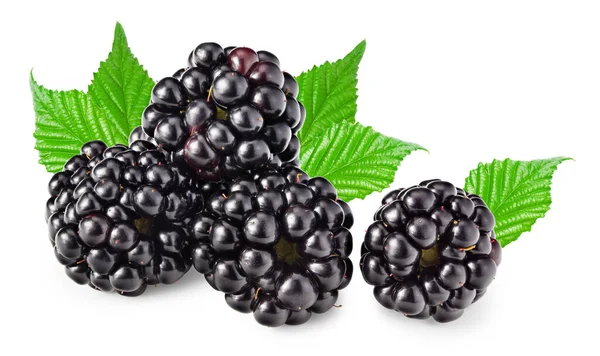 Blackberries Leaves Isolated White Background Clipping Path — Photo