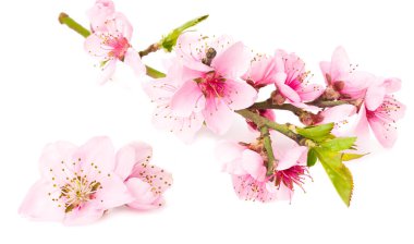 Şeftali çiçekleri beyaz arka planda izole edilmiş. bahar çiçekleri.