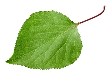 Kayısı yeşili yaprak beyaz arkaplanda izole edilmiş. kırpma yolu