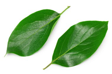 Hurma yaprakları beyaz arka planda izole edilmiş. kırpma yolu