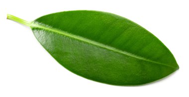 Beyaz arka planda izole edilmiş bir mango yaprağı. kırpma yolu