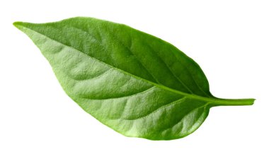 Beyaz arka planda izole edilmiş kırmızı kırmızı kırmızı biber yaprağı kesme yolu