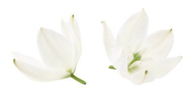 Yucca gloriosa Variegata flower isolated on white background. clipping path clipart