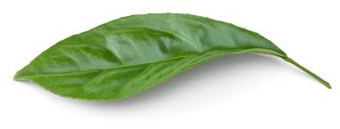 citrus leaf isolated on white background. clipping path