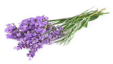 Beyaz bir arka plan üzerinde izole lavanta