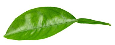 Turunçgil yaprakları beyaz arka planda yalıtılmış. kırpma yolu