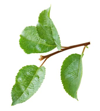 Elma yeşili yaprak beyaz arka planda izole. kırpma yolu