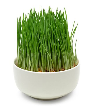 wheat grass isolated on white background. clipping path