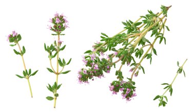 yeşil kekik demet izole üzerinde beyaz arka plan