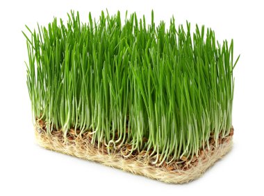 Beyaz arka plan üzerinde izole buğday çimen