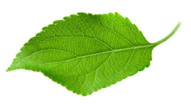 Beyaz arka planda izole edilmiş elma yaprağı. kırpma yolu