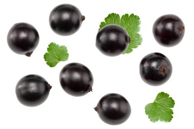 Beyaz arka planda yeşil yapraklı siyah frenk üzümü. kırpma yolu