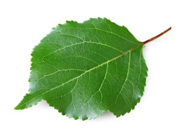 Kayısı yeşili yaprak beyaz arkaplanda izole edilmiş. kırpma yolu