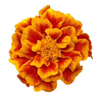 Kadife çiçeği kafası beyaz arka planda izole edilmiş. Calendula çiçeği. kırpma yolu