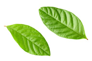guava yeşil yaprakları beyaz arkaplanda yalıtılmış. kırpma yolu