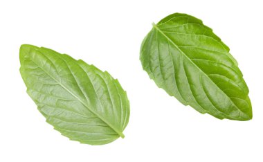 Fesleğen yaprağı beyaz arka planda izole edilmiş. Tam alan derinliği. kırpma yolu