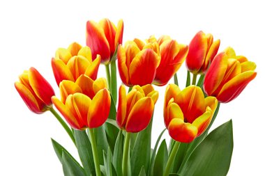 Beyaz arkaplanda sarı ve kırmızı laleler var. kırpma yolu