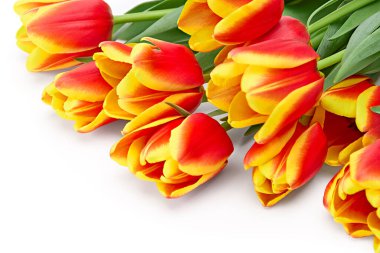 Beyaz arkaplanda sarı ve kırmızı laleler var. kırpma yolu