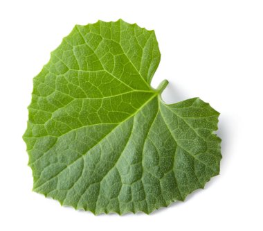 Karpuz yaprağı beyaz arka planda izole edilmiş. kırpma yolu