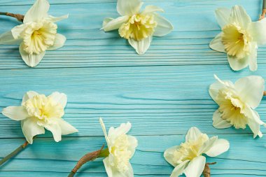 Mavi ahşap arka planda beyaz-sarı nergisler. en üstteki görünüm