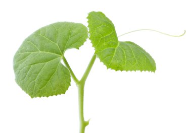 Karpuz yaprağı beyaz arka planda izole edilmiş. kırpma yolu