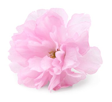 Sakura çiçeği, beyaz arka planda izole edilmiş kiraz çiçeği. kırpma yolu