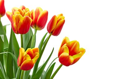 Beyaz arkaplanda sarı ve kırmızı laleler var. kırpma yolu