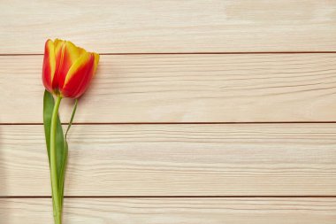 Ahşap zemin üzerinde sarı ve kırmızı laleler