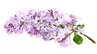 Beyaz arkaplanda yalıtılmış leylak çiçekleri