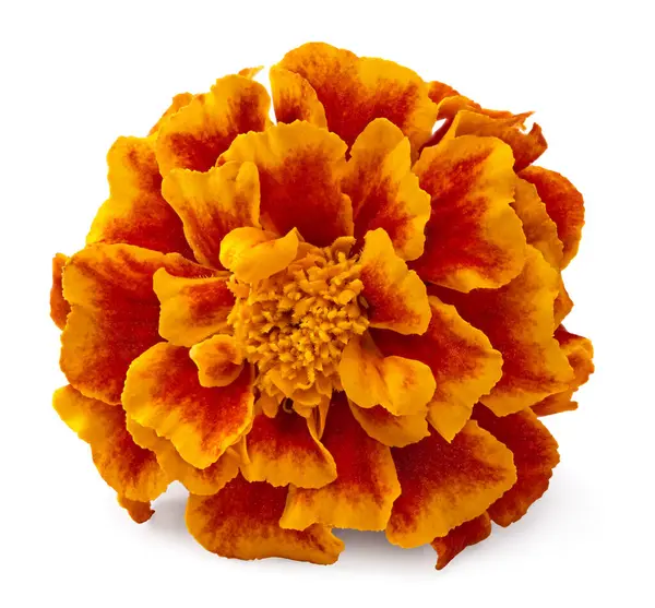 Turuncu kadife çiçeği (Tagetes erecta, Meksika kadife çiçeği, Aztek kadife çiçeği, Afrika kadife çiçeği) Tagetes erekta çiçeği beyaza izole edilmiş. kırpma yolu