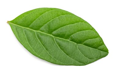 guava yaprağı beyaz arkaplanda izole edilmiş. kırpma yolu