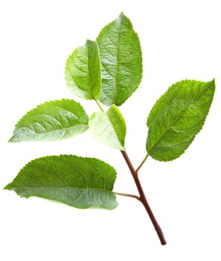 Elma yeşili yaprak beyaz arka planda izole. kırpma yolu